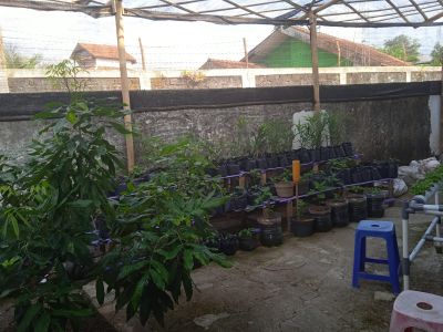 Bantuan Pemanfaatan Pekarangan DPMD 1